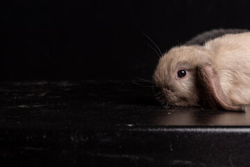french lop beige baby
