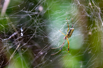 Spider and web