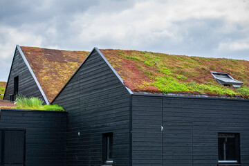 Buildings with a green roof completely covered with vegetation. Extensive green sustainable sedum barn roof with succulent plants. Roof greening with succulents. Skylight in the middle of the roof - obrazy, fototapety, plakaty