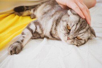 A hand strokes the head of a gray Scottish fold cat with yellow eyes. The concept of love for pets, weekends, laziness, morning.