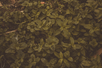 large garden plant on a sunny day