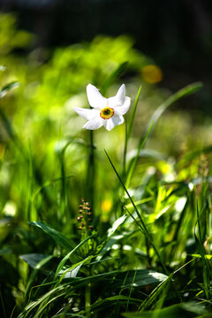 White Poets Narcissus Flower Against Green Bokeh Background.