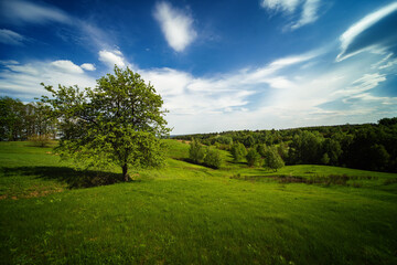 Wonderful calm spring landscape. Green valley with a standing tree and blue sky - 355000393
