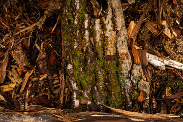 old tree bark