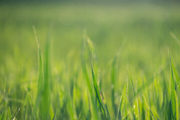Young Fresh shoots of wheat on the field