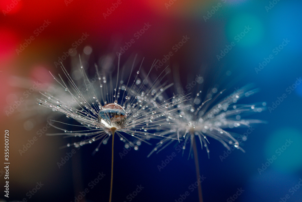 Wall mural abstract blurred nature background dandelion seeds parachute. abstract nature bokeh pattern