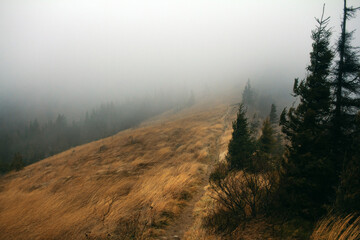 Dramatic rainy weather in Carpathian mountains. Cold autumn hike  - 355000733