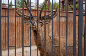 A big horned deer is looking at the camera through a cage in a zoo.