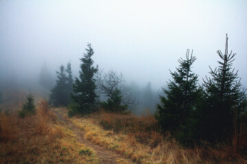 Dramatic rainy weather in Carpathian mountains. Cold autumn hike  - 355000736