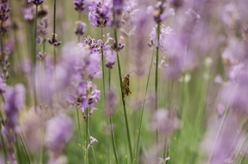 Kwiaty lawenda na pastelowym rozmytym tle z owadem siedzącym na pochylonym pędzie