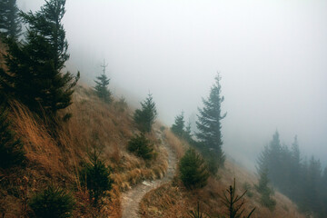 Dramatic rainy weather in Carpathian mountains. Cold autumn hike  - 355000751