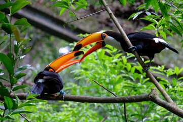 Two toucans in the jungle © Mikhail