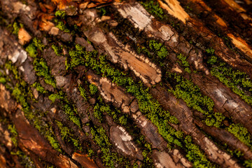 bark of tree. Natural materials