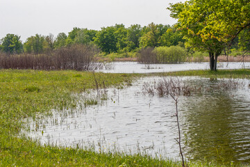 spring flood, flooded meadow, forest lake overflowing