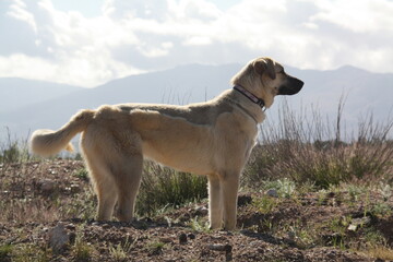 Fototapeta na wymiar Skyline portrait of Anatolian Shepherd dog with mountain backdrop in open field.