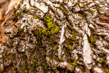 bark of tree. Natural materials