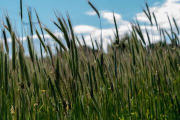 Weizen mit wolkigem Himmel im Hintergrund