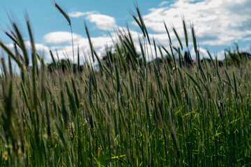 Obraz premium Weizen mit wolkigem Himmel im Hintergrund