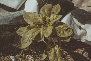 large garden plant on a sunny day