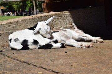 Naklejka na ściany i meble Nebworn baby goats are going to sleep, Animal Park Bretten, Germany