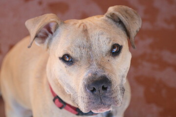 Obraz premium Cute mix breed dog portrait with adorable face and brown eyes.