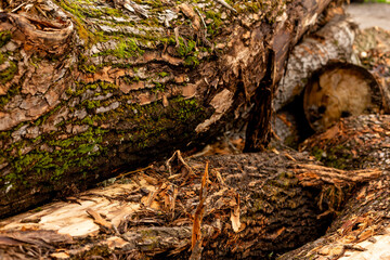 bark of tree. Natural materials