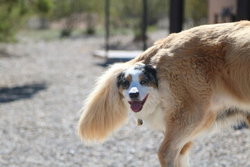 funny photo of aussie shepherd photo bombing golden retriever.