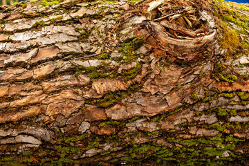 bark of tree. Natural materials