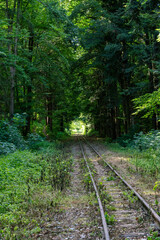 Obraz premium Zugschienen im Wald