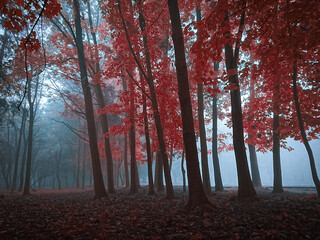 Morning in a mystical forest in thick fog in red tones