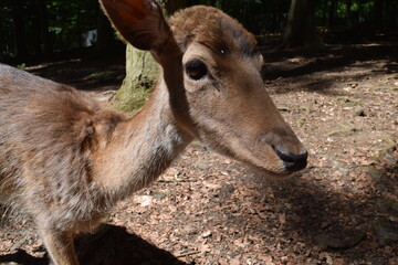 Portrait of a deer in the forest of the Animal Park Bretten, Germany