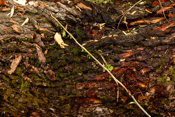 bark of tree. Natural materials