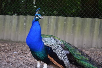 Obraz premium Portrait of a colorful male peacock in the animal park Bretten, Germany