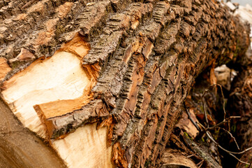 bark of tree. Natural materials
