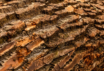 bark of tree. Natural materials