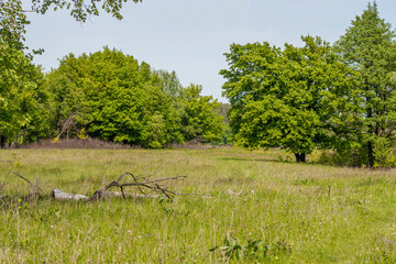 green meadow, in the background an oak grove