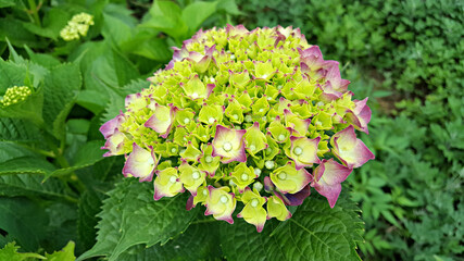 한국 제주도 수국꽃
