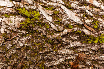 bark of tree. Natural materials
