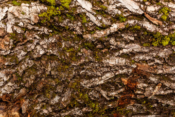 bark of tree. Natural materials