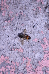 abeja con fondon de piso azul