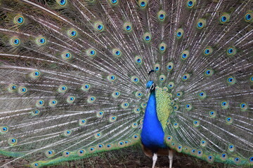 Fototapeta premium A male peacock shows the beautiful colors of its green-blue feathers and beats a wheel, animal park Bretten, Germany