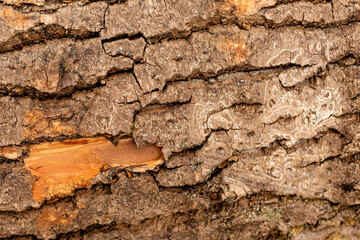 bark of tree. Natural materials