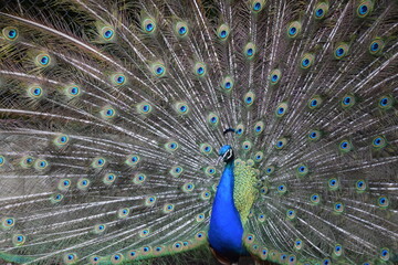 Naklejka premium A male peacock shows the beautiful colors of its green-blue feathers and beats a wheel, animal park Bretten, Germany