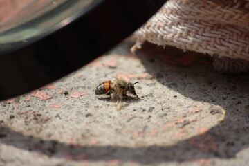 abeja reposando en piso 