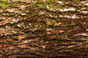 bark of tree. Natural materials