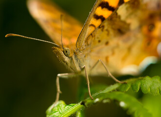 Butterfly (Lasiommata megera) extreme closeup