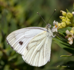 Large White butterfly (Pieris brassicae)