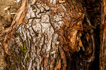 bark of tree. Natural materials