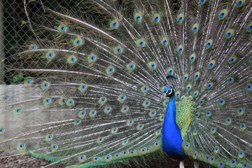 Naklejka premium A male peacock shows the beautiful colors of its green-blue feathers and beats a wheel, animal park Bretten, Germany