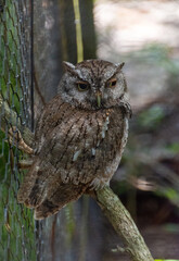 A Baby Screech Owlet 